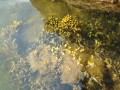 sprottenfaenger   blekinge natur 10