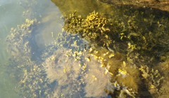 sprottenfaenger   blekinge natur 10
