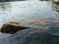 sprottenfaenger   blekinge natur 11