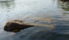 sprottenfaenger   blekinge natur 11