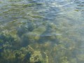 sprottenfaenger   blekinge natur 16