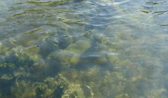 sprottenfaenger   blekinge natur 16
