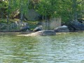 sprottenfaenger   blekinge natur 19