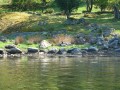 sprottenfaenger   blekinge natur 20