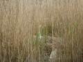 sprottenfaenger   blekinge natur 27