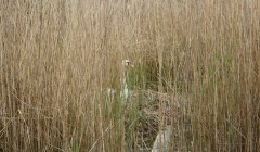 sprottenfaenger   blekinge natur 27