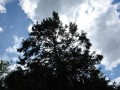 sprottenfaenger   blekinge natur 29