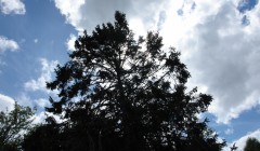 sprottenfaenger   blekinge natur 29