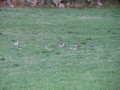 sprottenfaenger   blekinge natur 41
