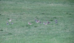 sprottenfaenger   blekinge natur 41