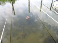 sprottenfaenger   blekinge natur 48