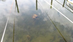 sprottenfaenger   blekinge natur 48