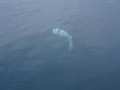 island 2016 178