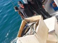 island 2016 369