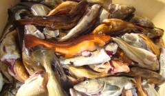 43 fischplatte mit tangdorsch