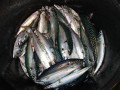 norge 2011 069