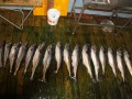 norge 2011 080