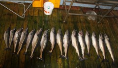 norge 2011 080