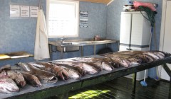 norge 2011 100