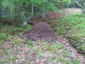 sprottenfaenger   blekinge natur 55