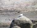 sprottenfaenger   blekinge natur 57