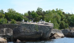 schweden 20110521 28 231