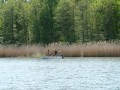 schweden 20110521 28 278