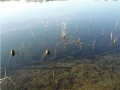 angelimpressionen 17
