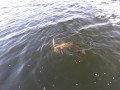 bodden nov 2014 36