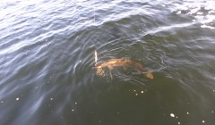 bodden nov 2014 36