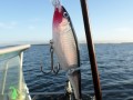 bodden nov 2014 38