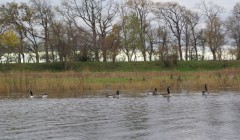 bodden 2013 0013