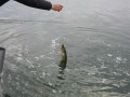 bodden 2013 0018