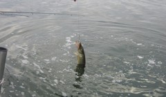 bodden 2013 0018
