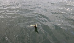 bodden 2013 0021