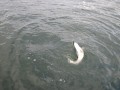 bodden 2013 0022