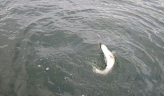 bodden 2013 0022
