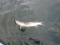 bodden 2013 0023