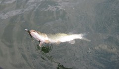 bodden 2013 0023