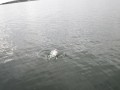 bodden 2013 0029