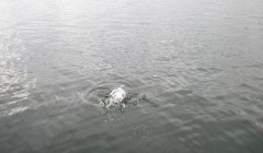 bodden 2013 0029