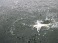 bodden 2013 0030