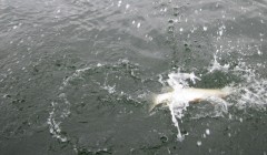 bodden 2013 0030