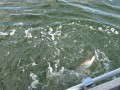 bodden 2013 0033