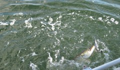 bodden 2013 0033