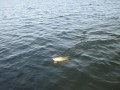 bodden 2013 0036