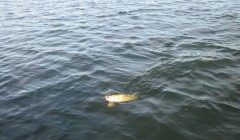 bodden 2013 0036