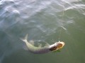 bodden 2013 0037