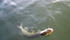 bodden 2013 0037