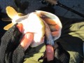 bodden 2013 0038